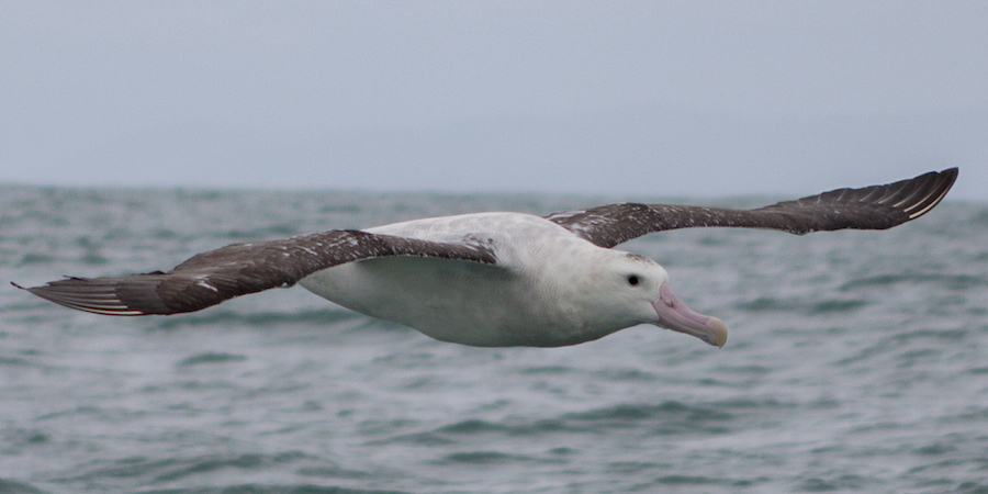 Een wandering albatros op open zee