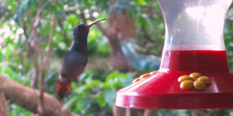 Een kolibrie op ons terras