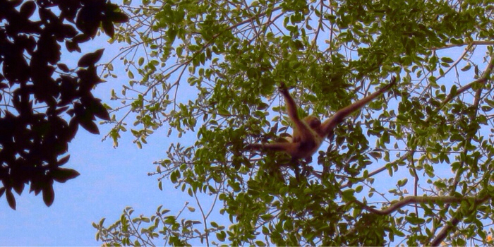 Wilde vrouwtjes Gibbon