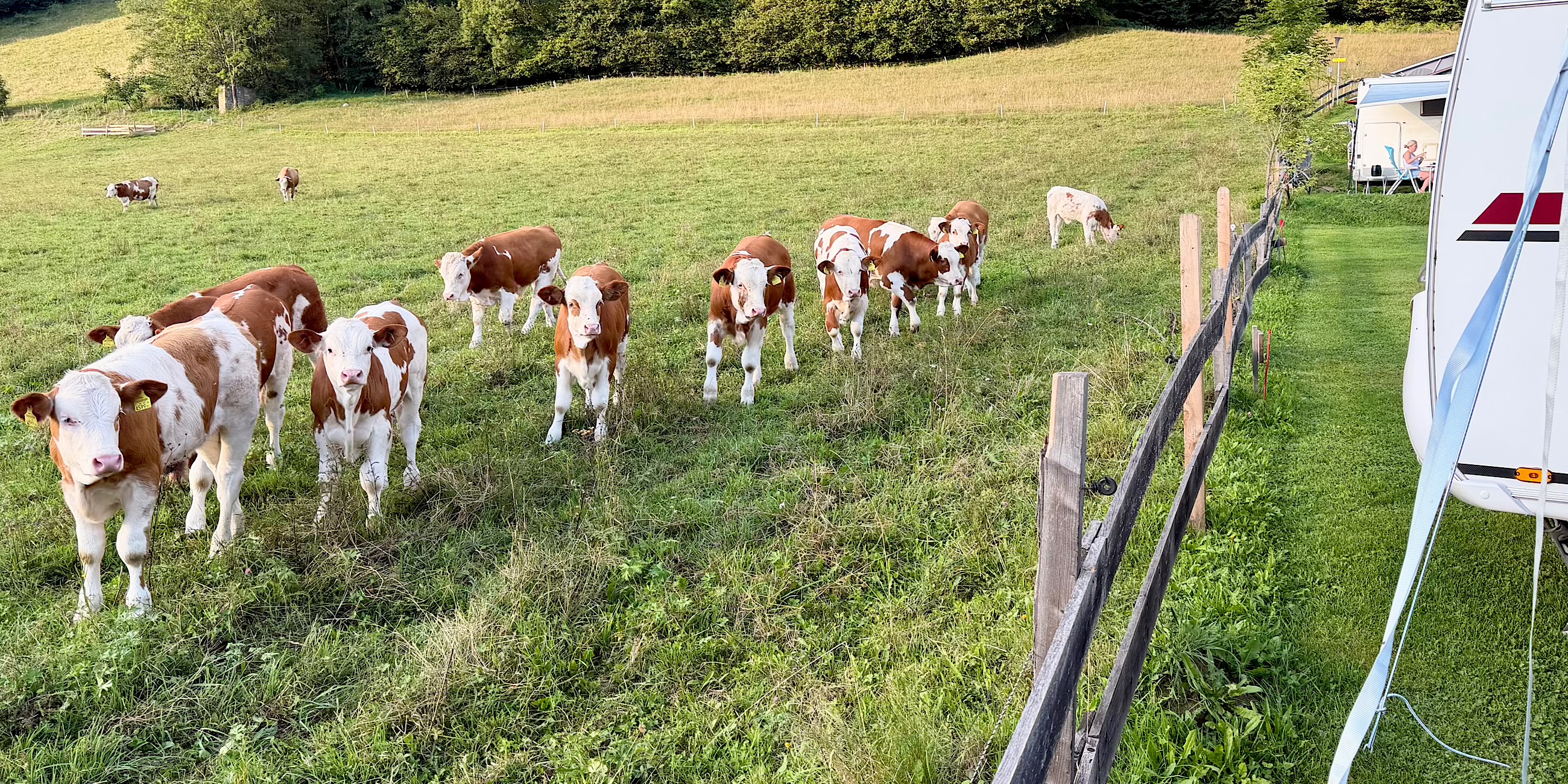 Koeien bij de caravan op camping Gauglerhof