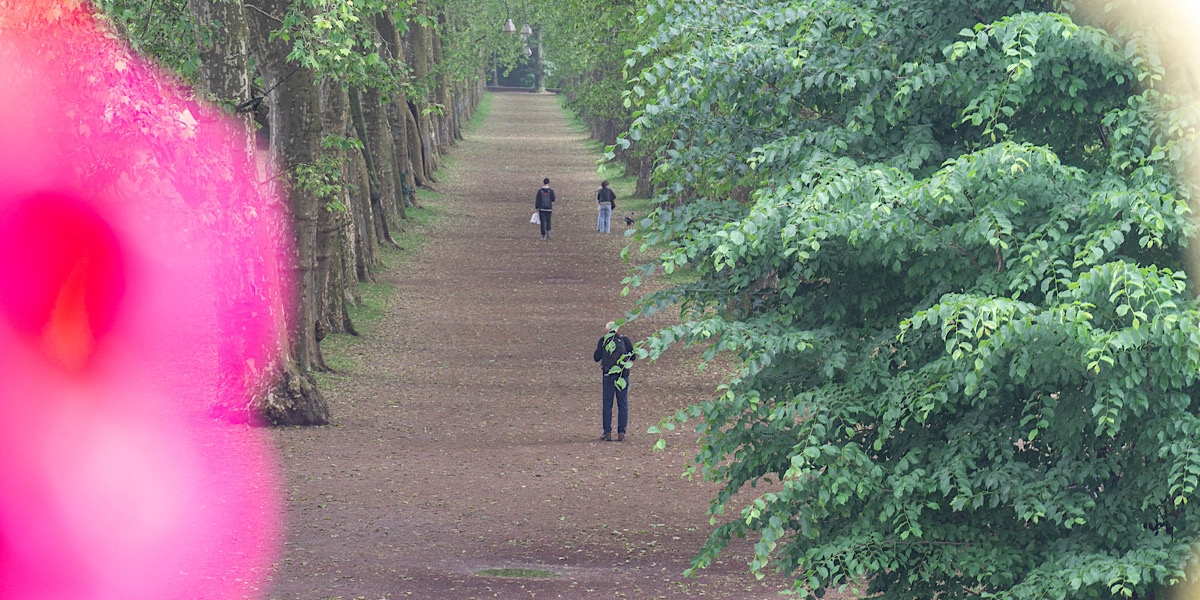 De Plantanenallee op de Neckarinsel in Tübingen