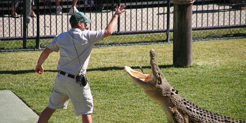 Een krokodil wordt gevoerd in de Australia Zoo