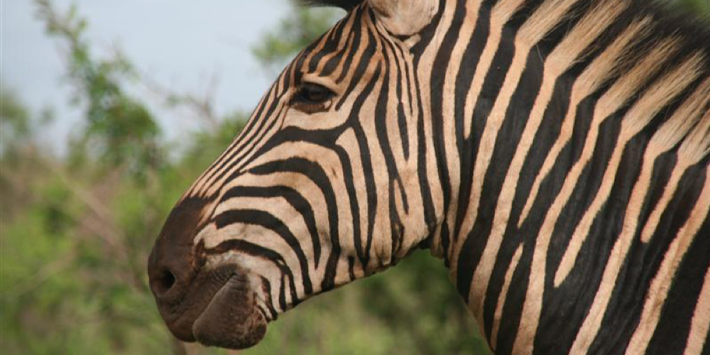 Closeup van een Zebra in de wildtuin van Zazoe