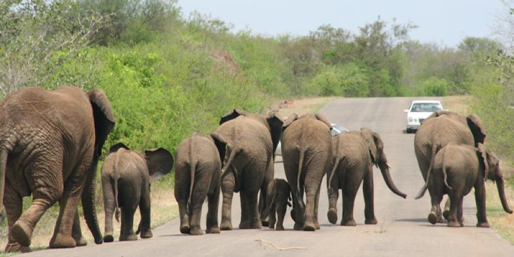Een groepje olifanten neemt de hele weg in beslag