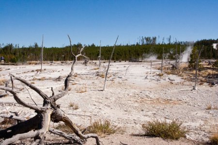 Dode bomen in het Norris geyser basin