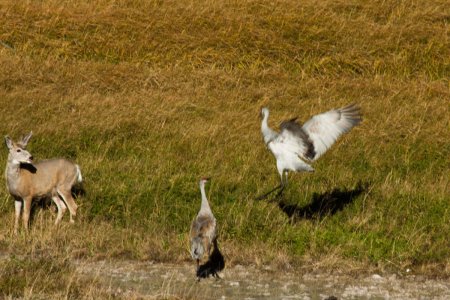 Kraanvogel jaagt Mule deer weg