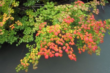 Mooie rode herfst blaadjes