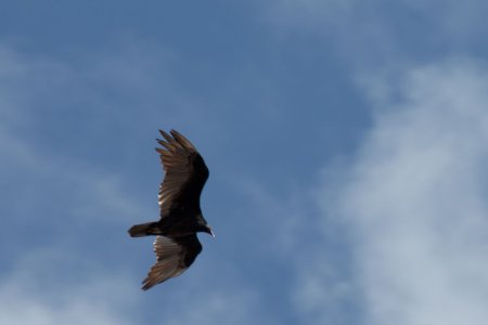 Onbekende roofvogel