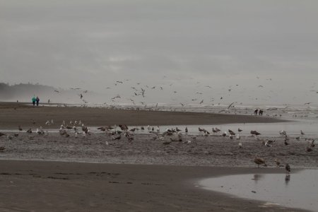 Veel vogels op een strand langs de Grote Oceaan