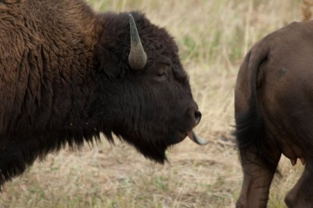 Bison stier