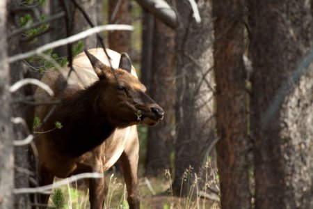 Kauwend Mule deer