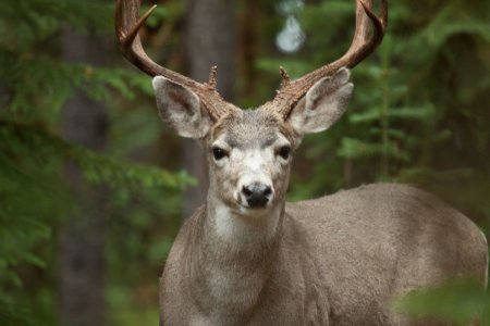 Mannetjes Elk (Wapiti)