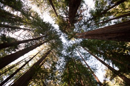 De toppen van een aantal Redwoods