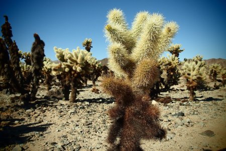 Cactussen in de cactus tuin