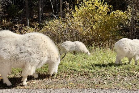Mountain Goat langs de weg in Spearfish Canyon
