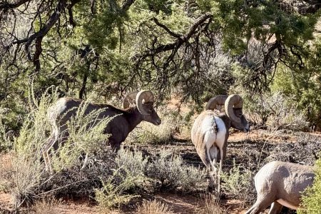 Bighorn sheep langs de weg bij de camping