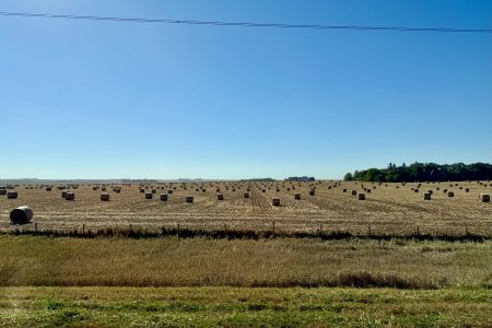 Balen met mais stengels tot het einde van de horizon