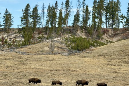 Bisons doen rustig hun ding in Hayden Valley