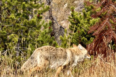 Tijdens de lunch wandelt er een coyote voorbij
