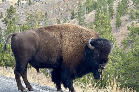 Bisons lopen hier geregeld op de weg en zijn zorgeloos