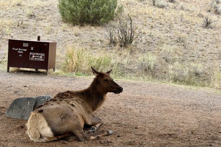 Er liepen 30 Elk rond op Mammoth Campground