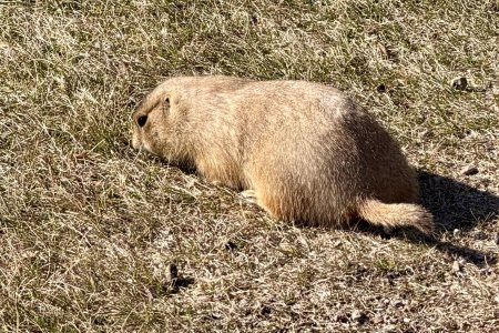 Een prairie dog bij Devils Tower National Monument