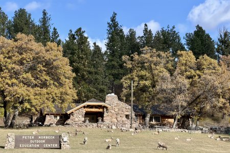 Een hele kudde mountain goat in Custer State Park