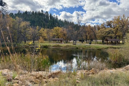 Vriendelijke picknick plaats met bisons in Custer State Park
