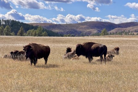 In Custer State Park zijn zo&#039;n 1500 Amerikaanse Bisons te vinden