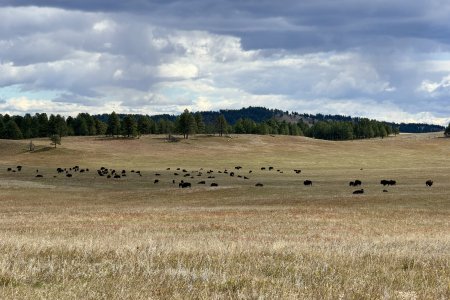 Een veld met bisons in Custer State Park