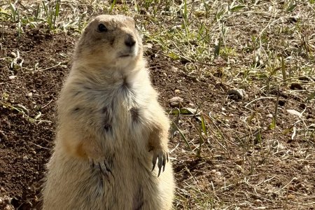 De prairie hondjes vinden we het leukste diertje op deze reis