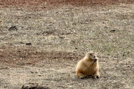 Deze prairie dog is zichzelf goed aan het volstoppen voor de winter