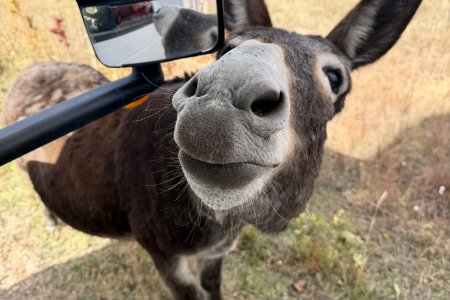 Een burro (ezel) komt bij de camper bedelen