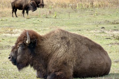 Een bison ligt er rustig bij in Custer State Park