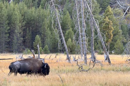 Een voorbij grazende bison aan de Madison River