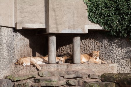 4 leeuwen luieren lekker in de zon