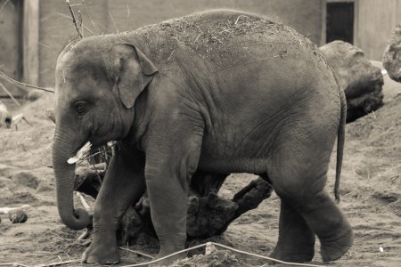 Jong olifantje in Artis