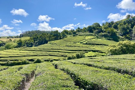 Wat zien theeplantages er toch altijd mooi gemanicuurd uit