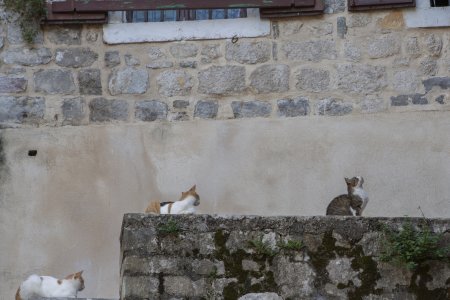 The cats of Kotor, er lopen en liggen er honderden