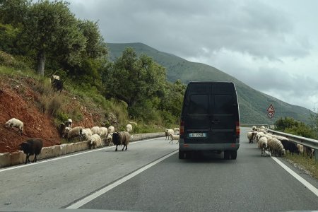 Geitjes op de snelweg