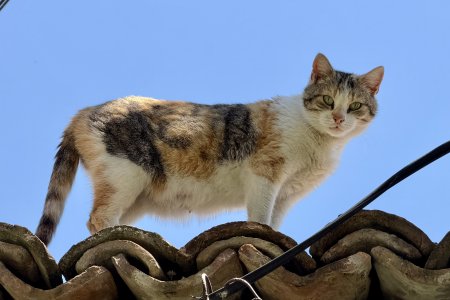 Wie is hier nou de baas human