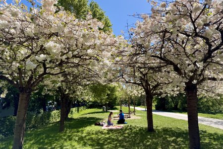 Sering in bloei in een park aan rivier de Fulda