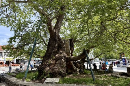 Een 1100 jaar oude boom in de Bazaar van Ohrid