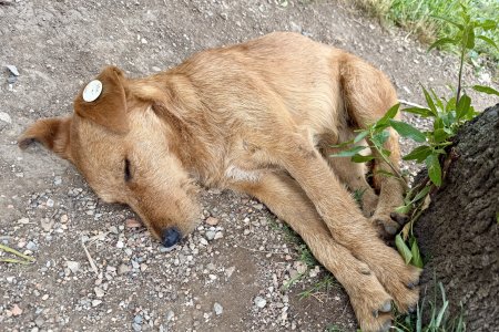 Zwerfhonden zijn heel kalm en worden getagged
