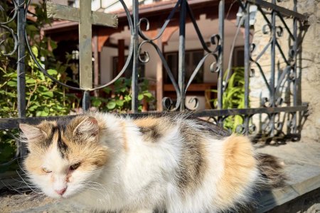Een paradijs voor katten liefhebbers