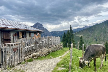 De Stierhofalpe hut