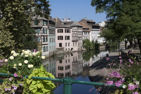 Heel erg veel bloeiende bloemen begin september in de Elzas