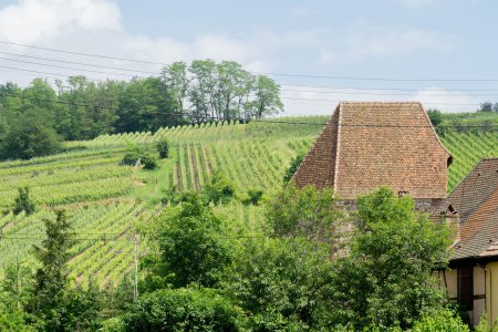 Uitzicht op de mooie glooiende wijnbergen van de Elzas