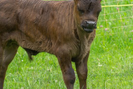 Dit jonge stiertje houd ons goed in de gaten