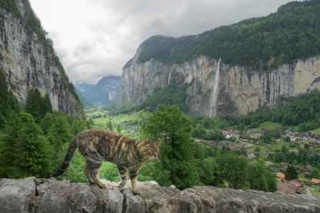 Deze poes liep een stukje met ons mee tussen Wengen en Lauterbrunnen